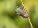 Emerging Cicada 007.jpg